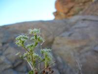 Eriogonum orcuttianum image