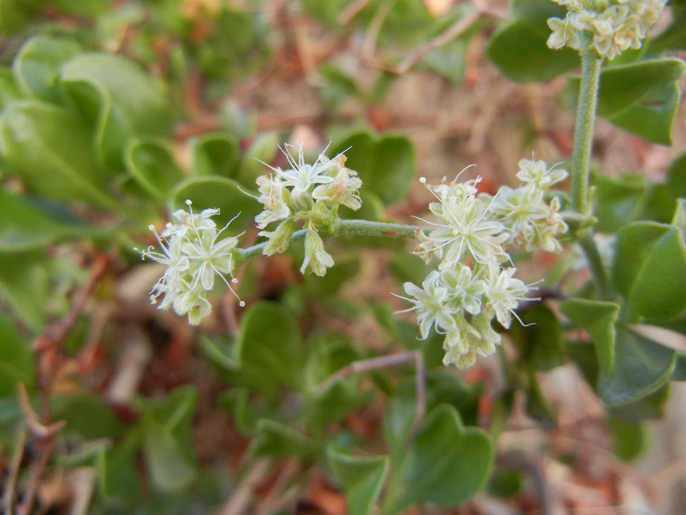 Eriogonum orcuttianum image