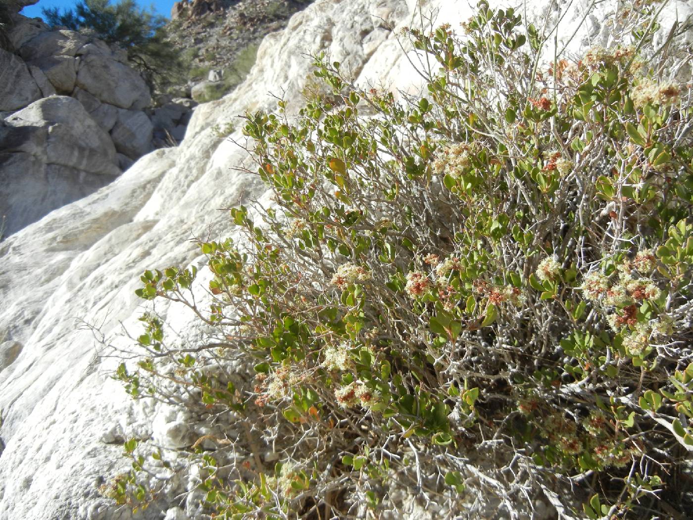 Eriogonum orcuttianum image