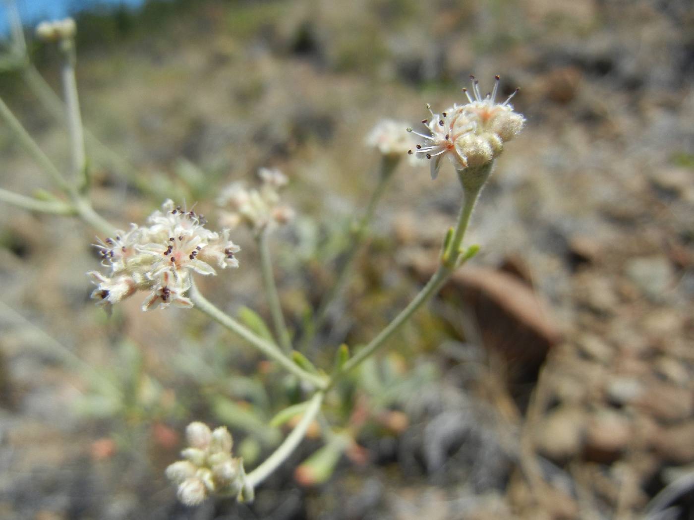 Eriogonum pendulum image