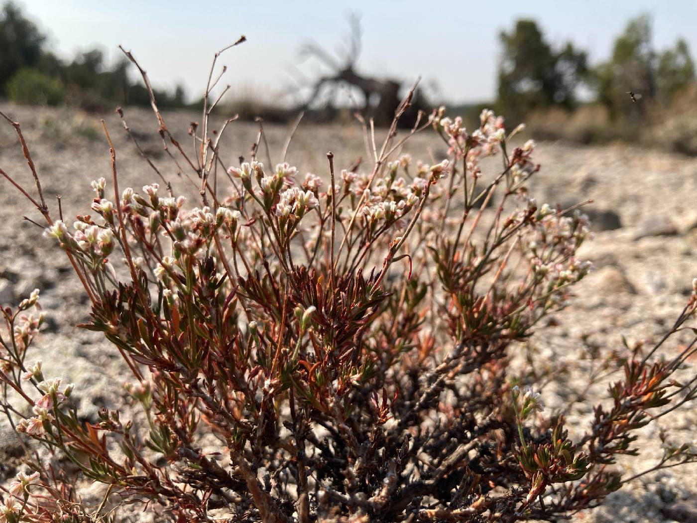 Eriogonum microthecum var. arceuthinum image