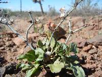 Eriogonum scalare image