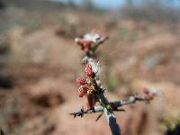 Eriogonum scalare image