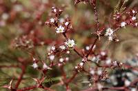 Chorizanthe fimbriata image