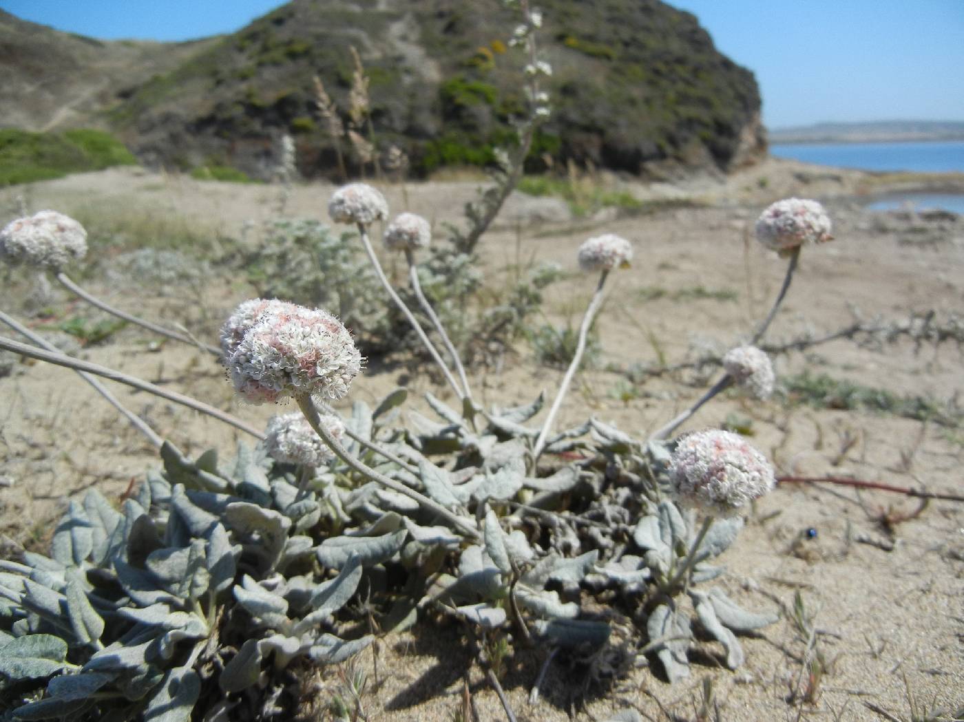 Eriogonum latifolium image