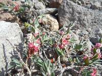 Polygonum shastense image