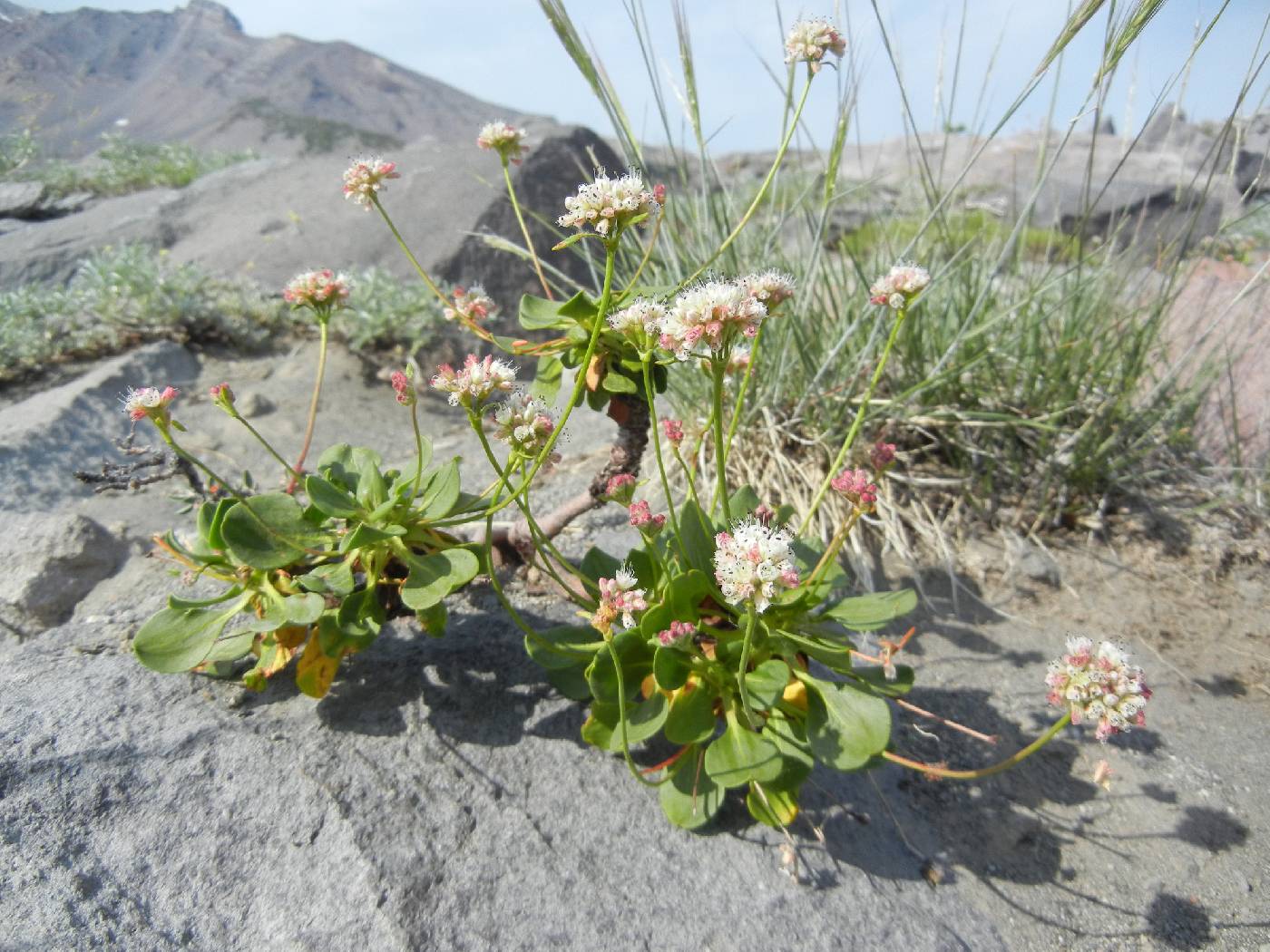 Eriogonum pyrolifolium image