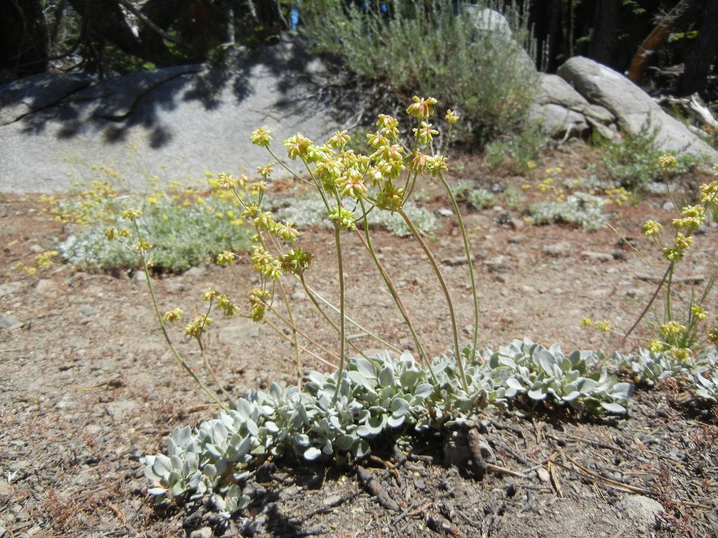 Eriogonum incanum image