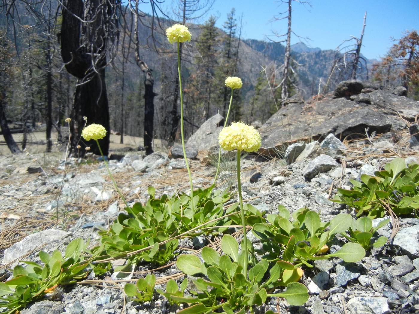 Eriogonum hirtellum image