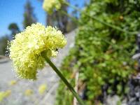 Eriogonum hirtellum image