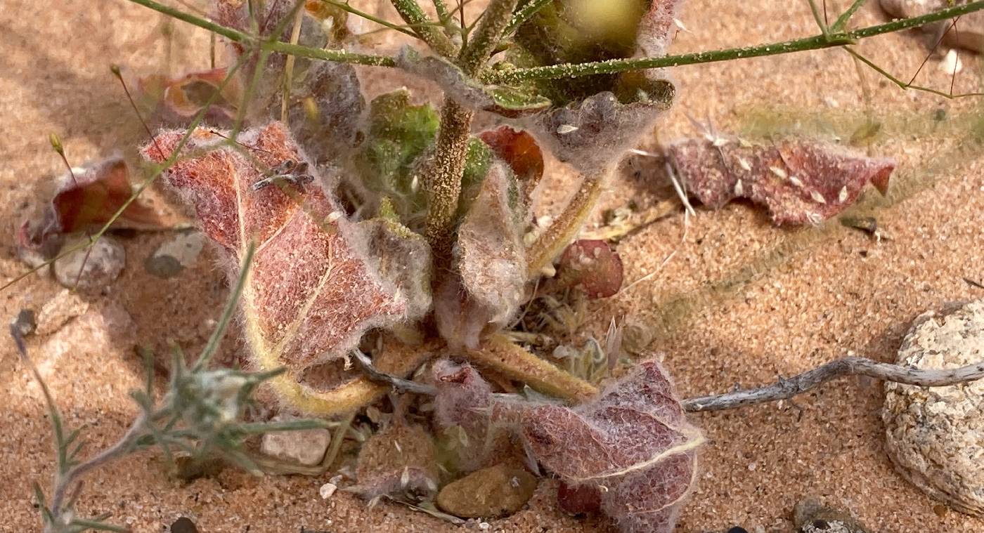 Eriogonum viscidulum image