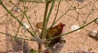 Eriogonum viscidulum image