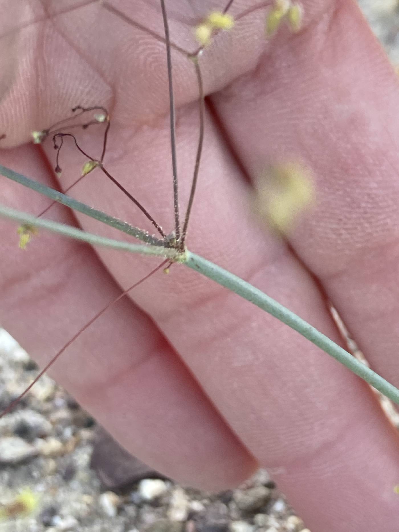 Eriogonum contiguum image