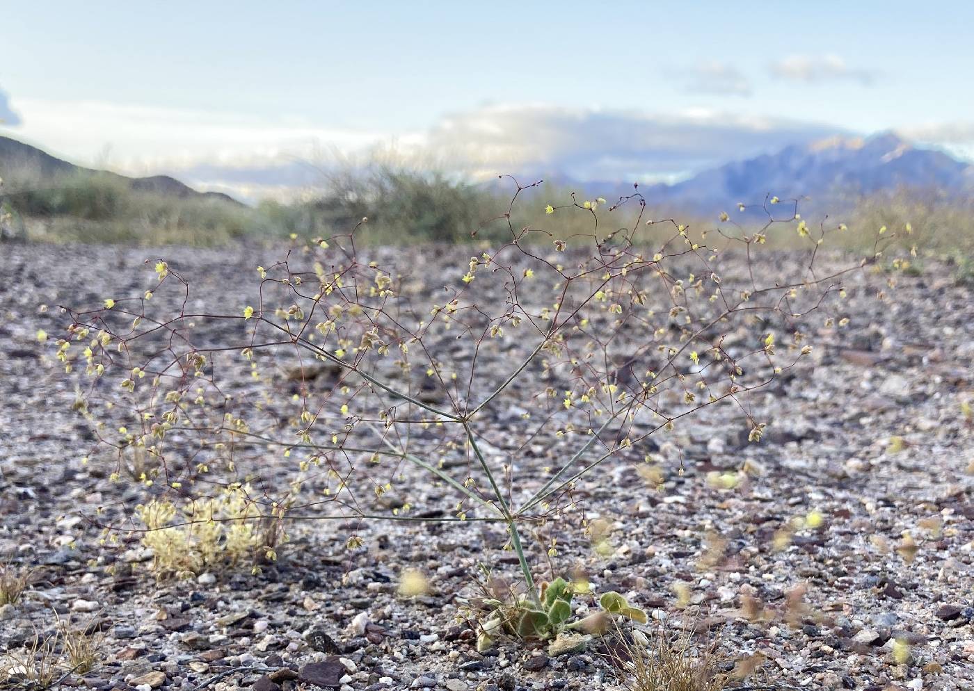 Eriogonum contiguum image
