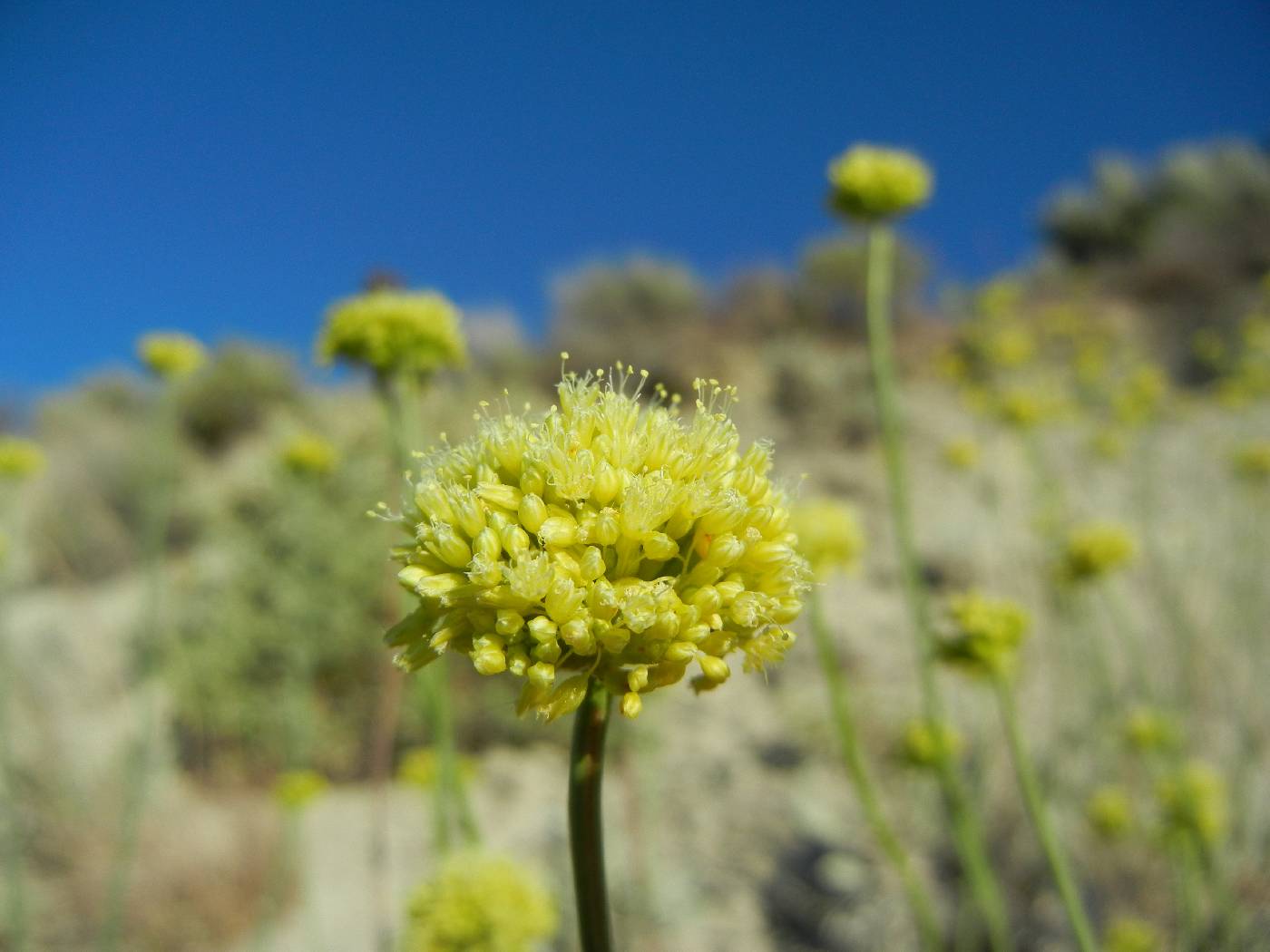 Eriogonum calcareum var. calcareum image