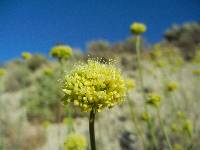 Eriogonum calcareum image