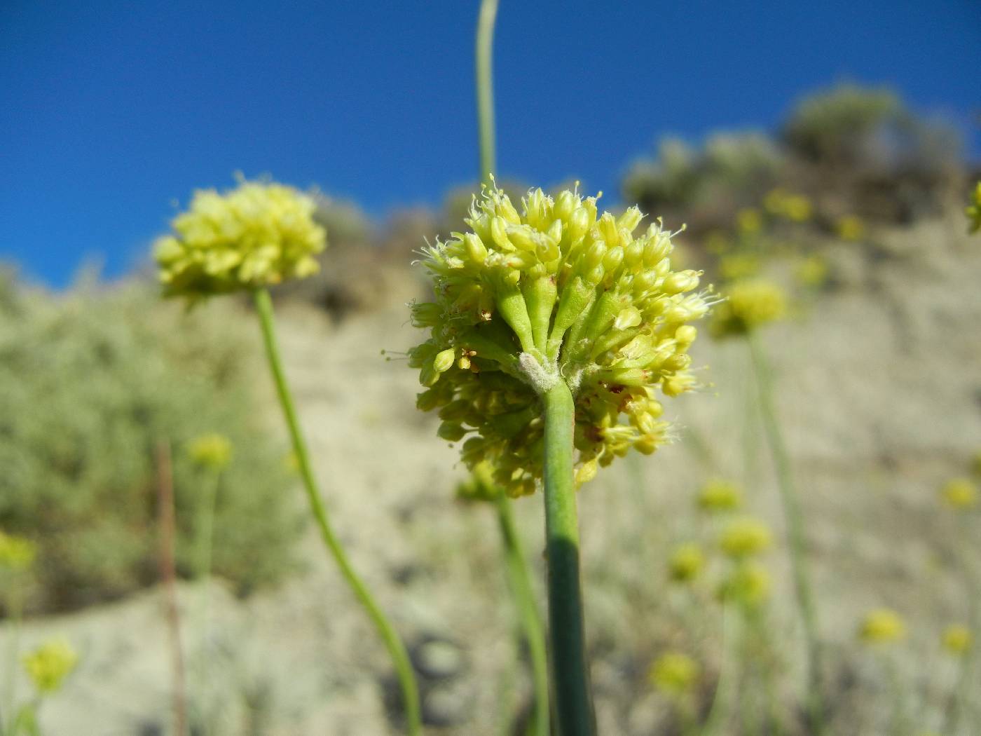 Eriogonum calcareum var. calcareum image