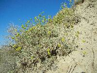 Eriogonum calcareum image