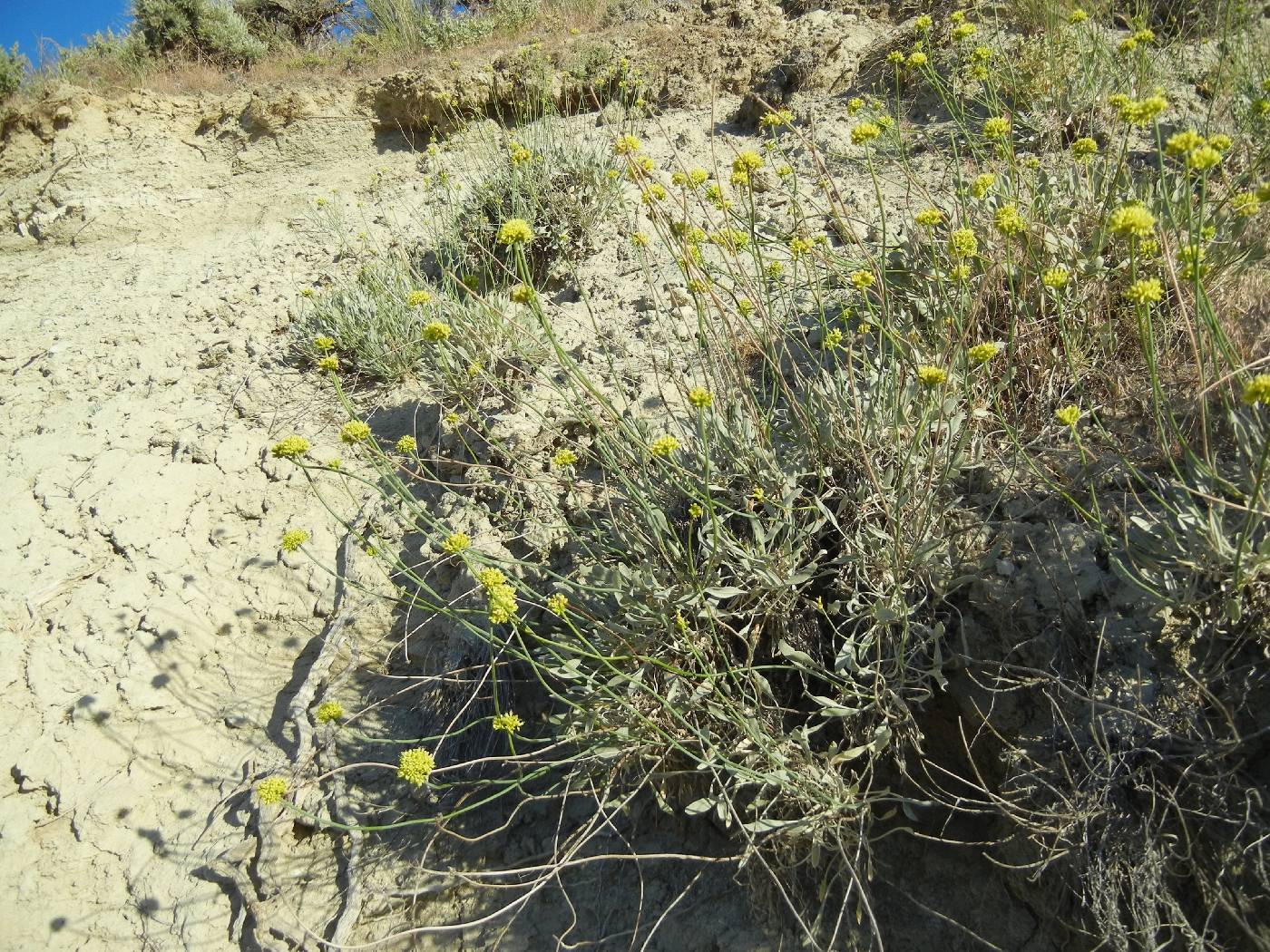 Eriogonum calcareum image