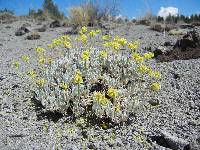 Eriogonum prociduum image