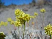 Eriogonum prociduum image