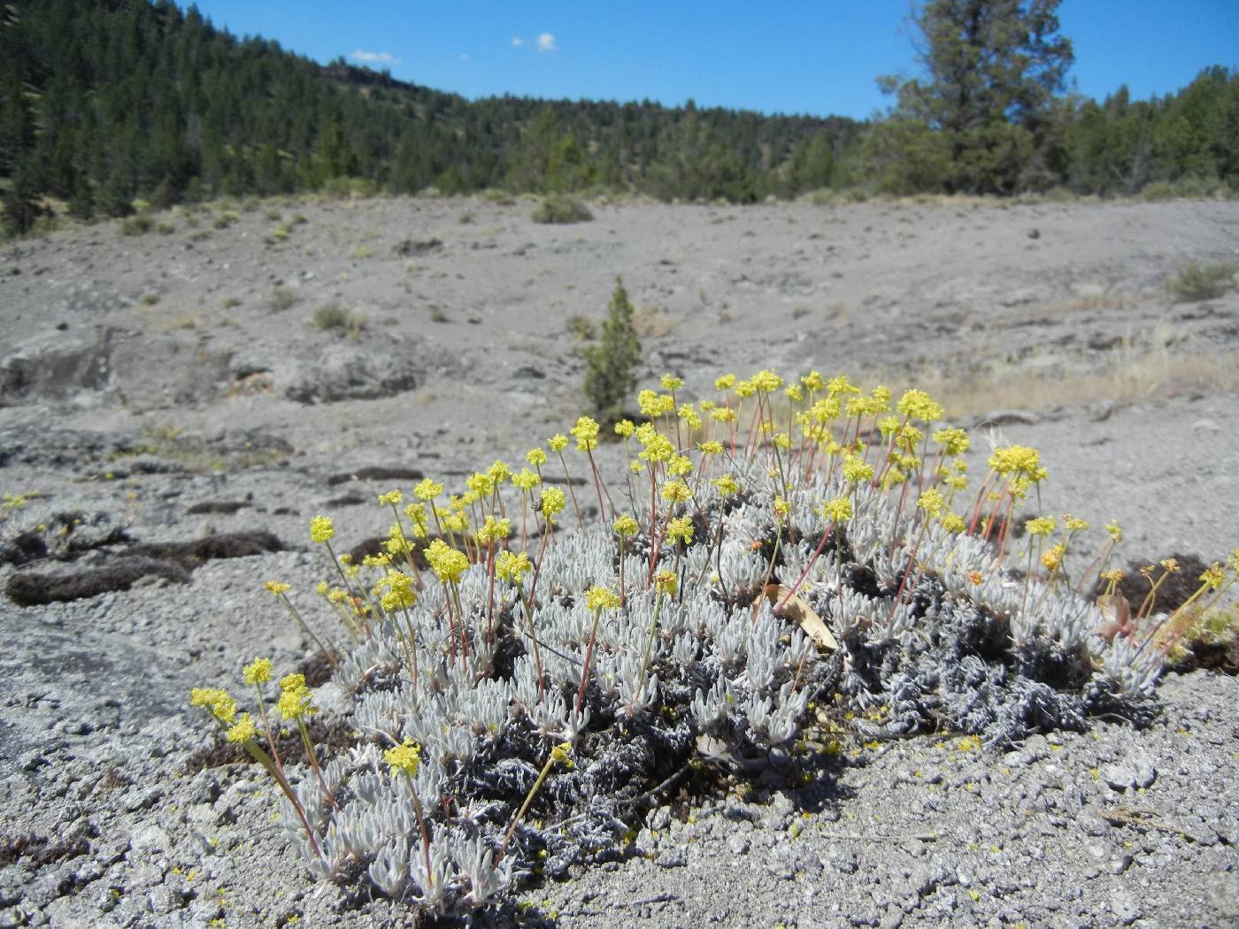 Eriogonum prociduum image