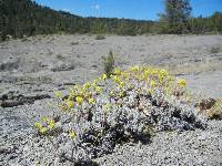 Eriogonum prociduum image