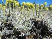 Eriogonum prociduum image