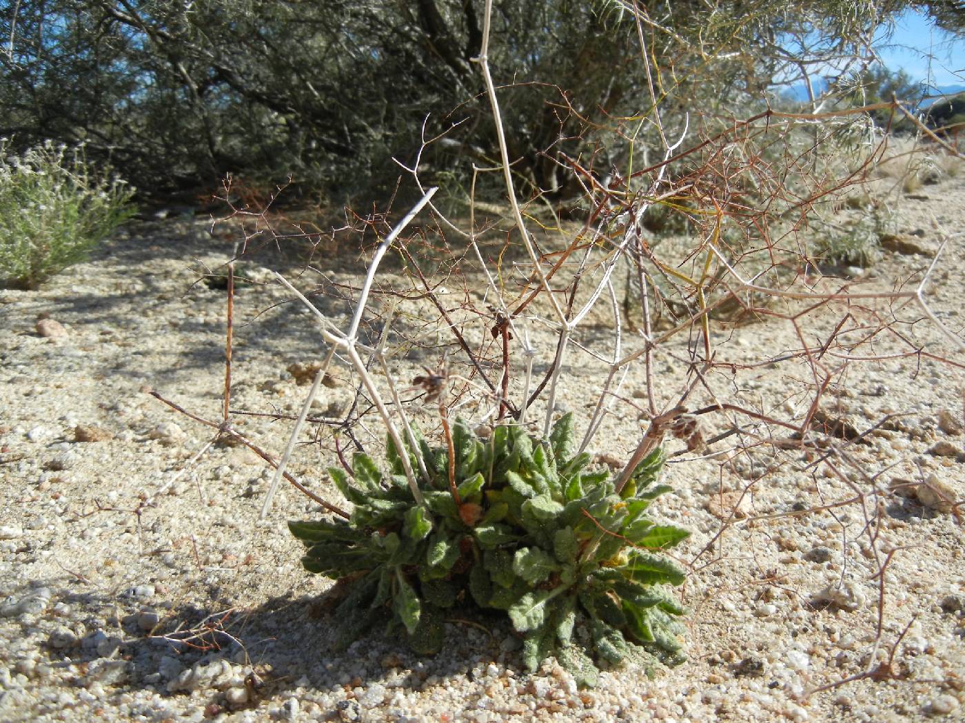 Eriogonum pilosum image