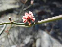 Eriogonum moranii image