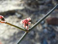 Eriogonum moranii image