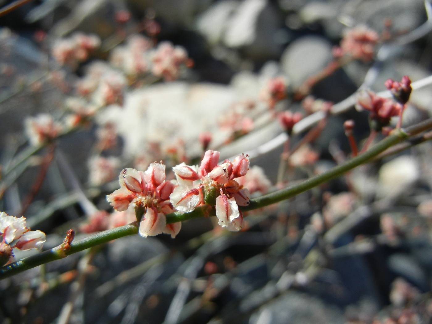Eriogonum moranii image