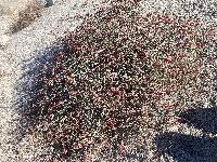 Eriogonum moranii image