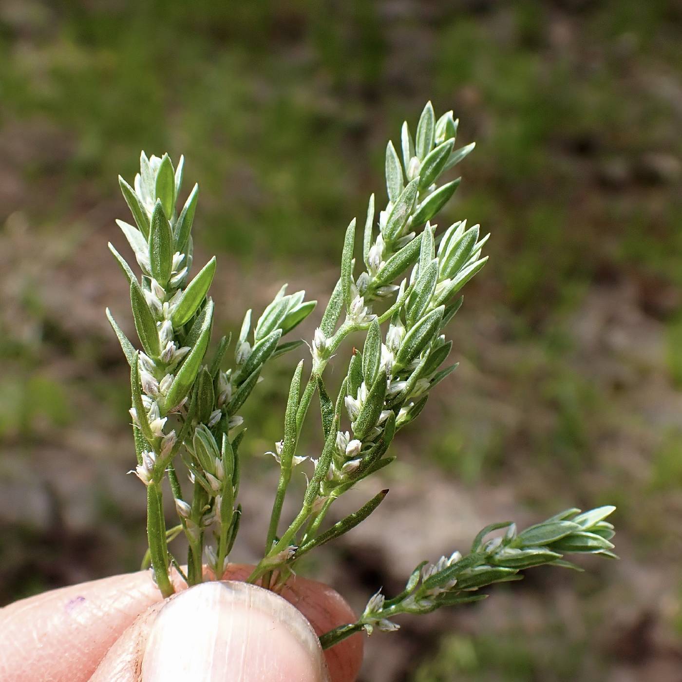 Polygonum polygaloides subsp. kelloggii image