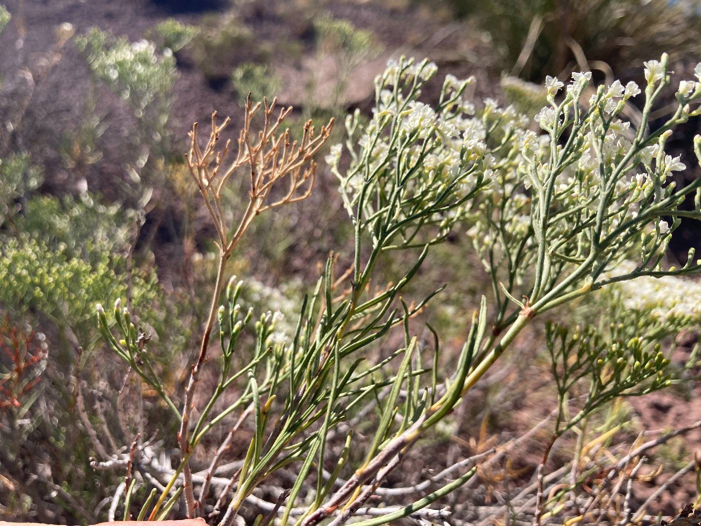 Eriogonum leptophyllum image