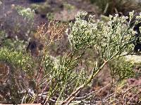 Eriogonum leptophyllum image