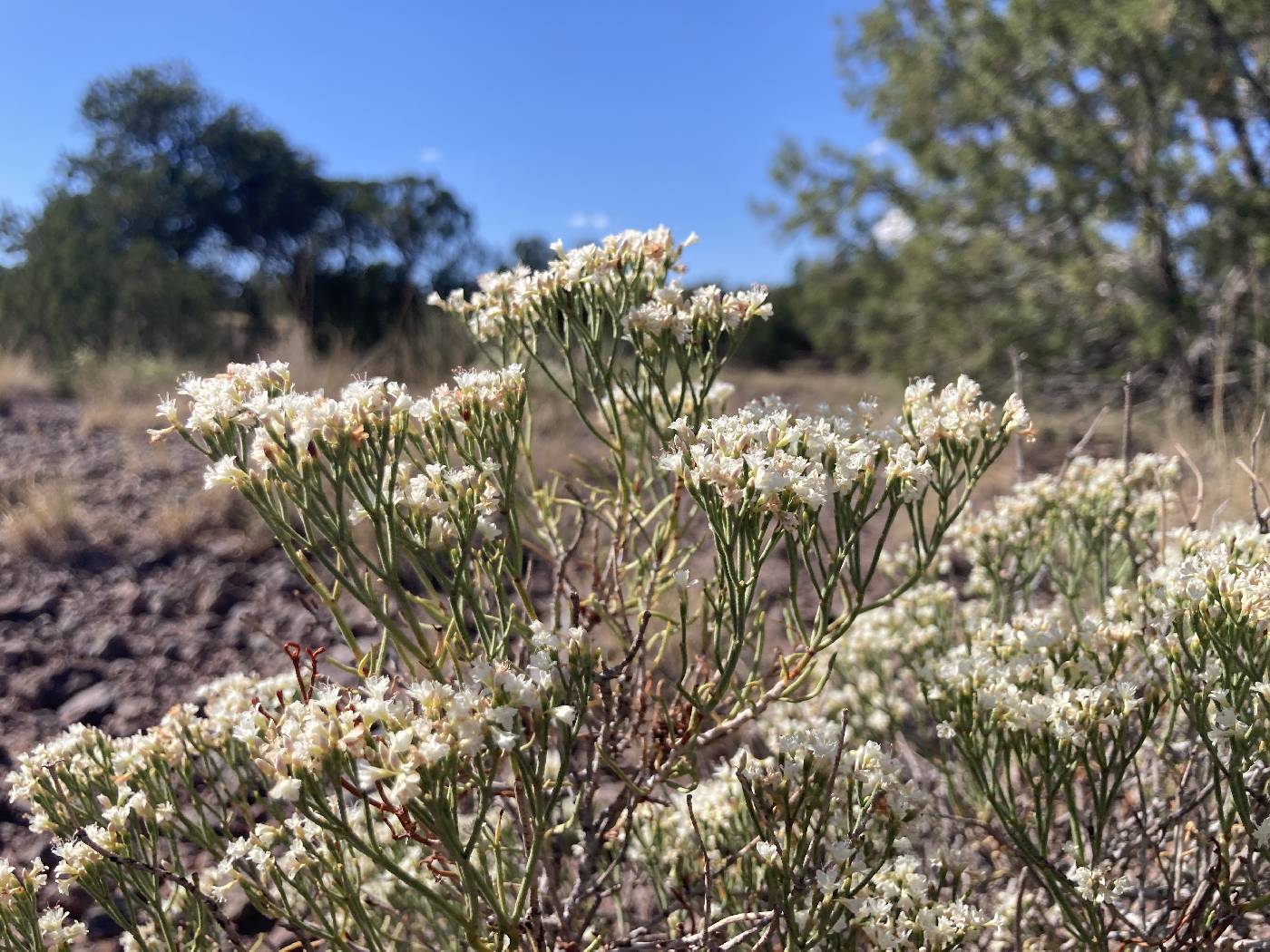 Eriogonum leptophyllum image