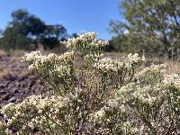 Eriogonum leptophyllum image