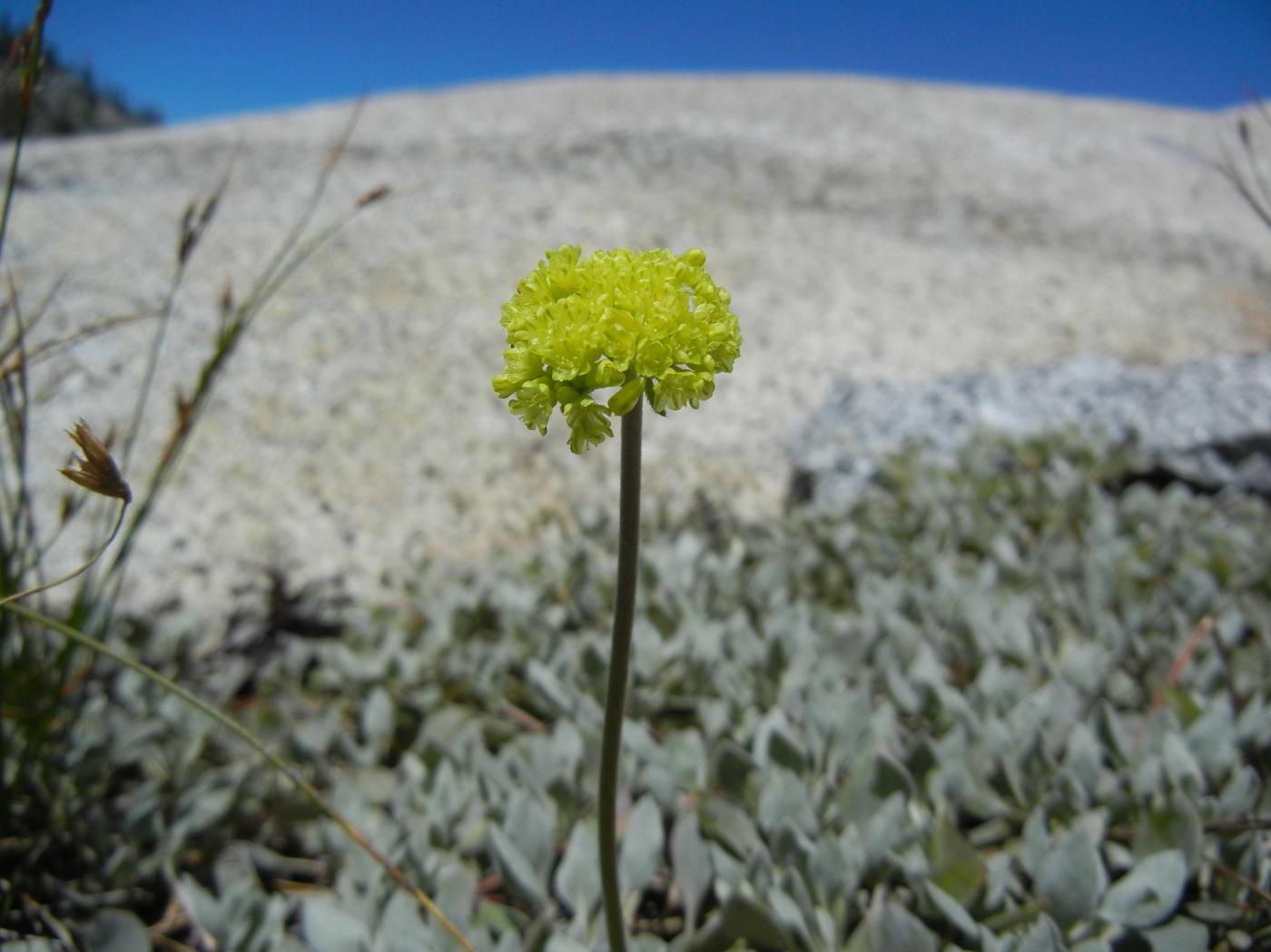 Eriogonum diclinum image