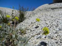 Eriogonum diclinum image