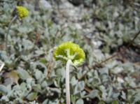 Eriogonum diclinum image
