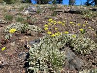 Eriogonum diclinum image