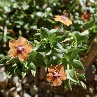 Image of Lysimachia arvensis