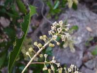 Ardisia revoluta image