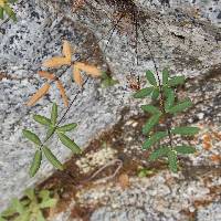 Image of Pellaea ternifolia