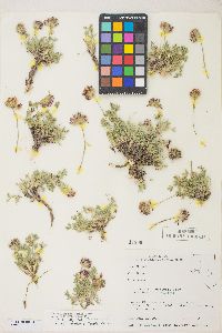 Trifolium andersonii image