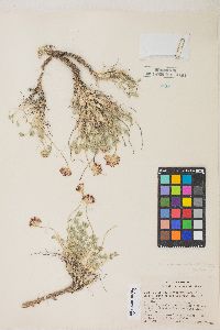 Trifolium andersonii var. beatleyae image