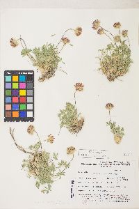 Trifolium andersonii image