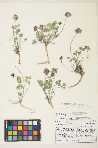 Trifolium rollinsii image