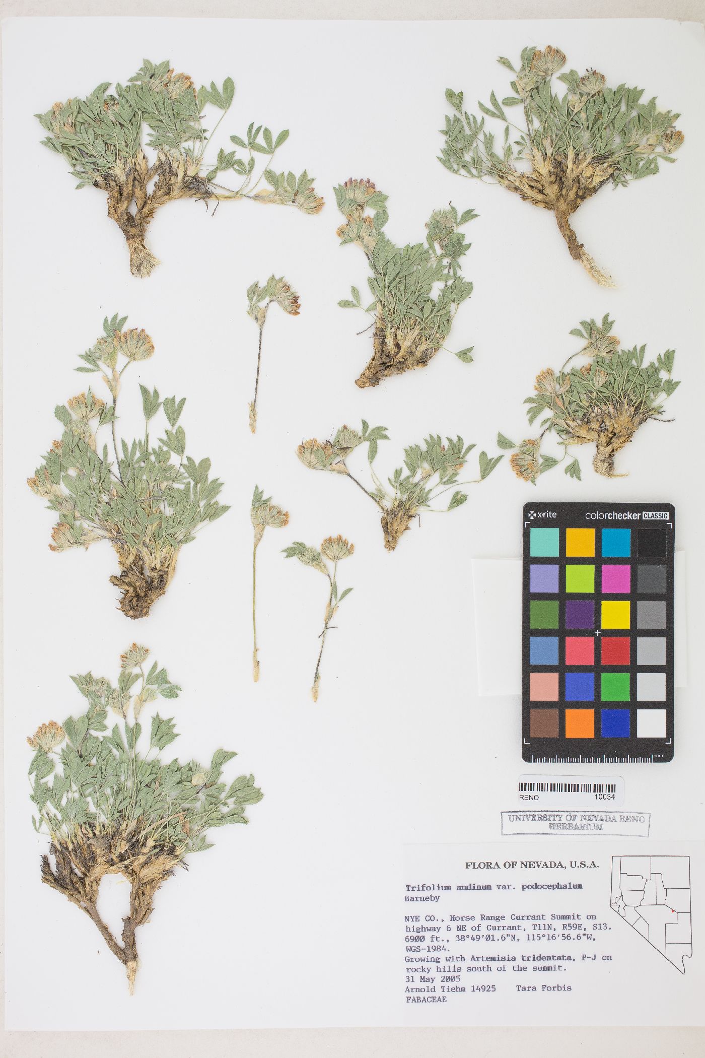 Trifolium andinum var. podocephalum image